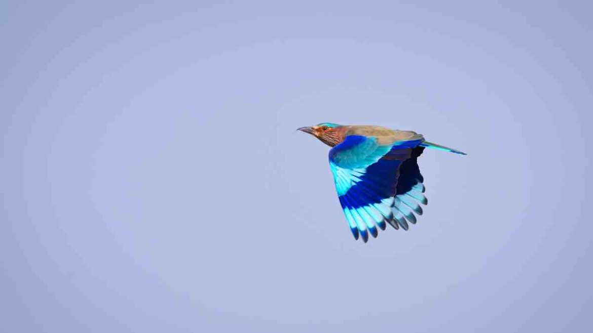Indian Roller