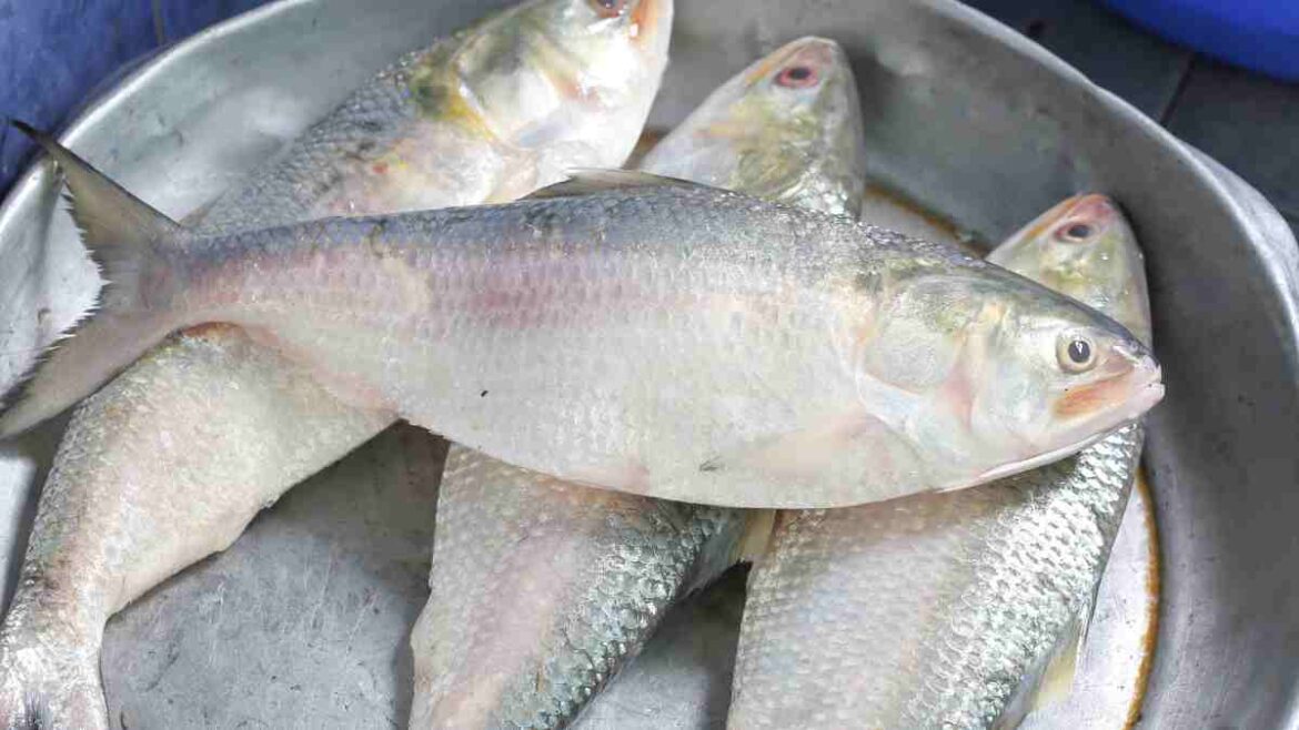 hilsa fish